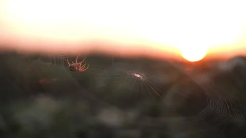 A spider crawls along its web in the rays of the setting sun Stock Footage 321004481