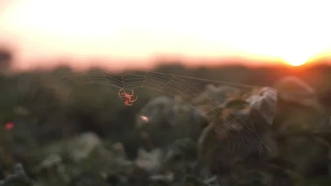 A spider crawls along its web in the rays of the setting sun Stock Footage 321004624