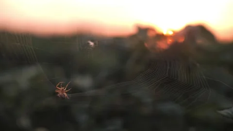 A spider crawls along its web in the rays of the setting sun Stock Footage 321004785
