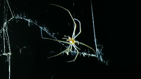 Spider crawls along its web. Close-up. Stockbeeldmateriaal 337548194
