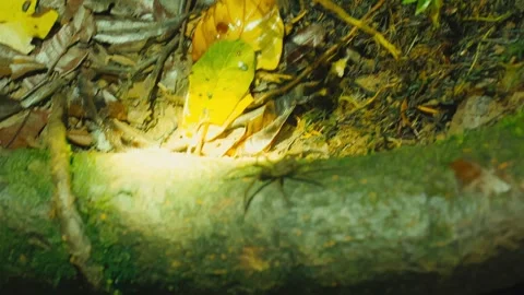 A spider crawls along a moss-covered log in a dark rainforest at night in Stock Footage 345641852