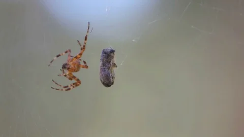Spider crawls along the web to prey. Closeup Stock Footage 83680876