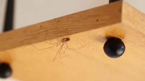 A spider crawls along a wooden shelf, macro Stockbeeldmateriaal 312596053