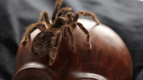 The spider crawls on an ancient mask Stock Footage 76623107