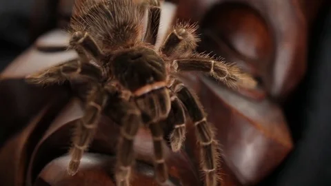 The spider crawls on an ancient mask Stock Footage 76623130