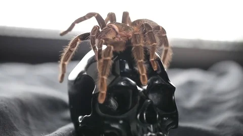 The spider crawls and sits on the skull Stock Footage 76623121