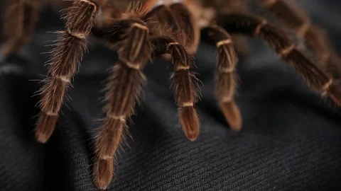 The spider crawls on a black cloth Stock Footage 76623128