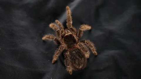 The spider crawls on a black cloth Stock Footage 76623239