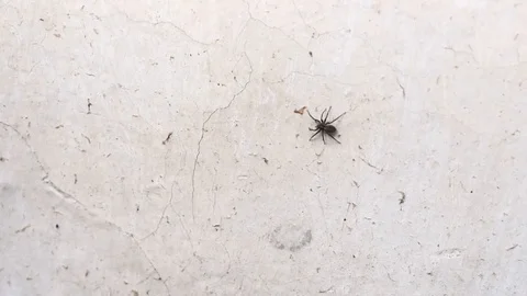 Spider crawls on gray wall Stock Footage 129082393