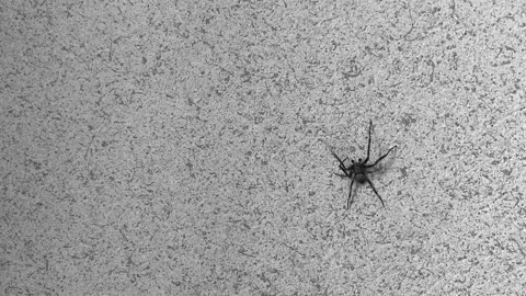 A spider crawls on a gray wall 스톡 동영상 204764331