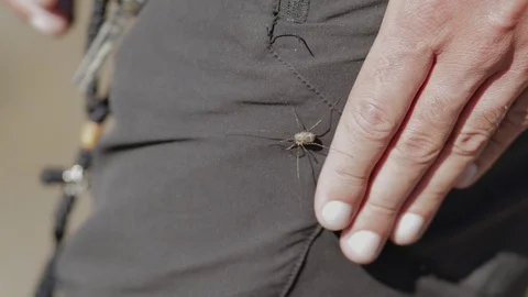 Spider crawls on man's hand Stock Footage 129342014