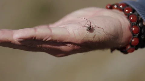 Spider crawls on man's hand Stock Footage 129342062