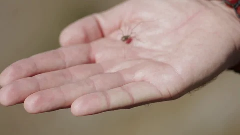 Spider crawls on man's hand Stock Footage 129342117