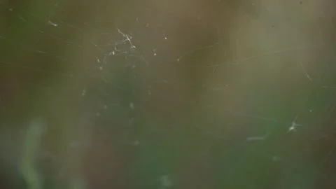 The spider crawls to the middle of the web and occupies a position for hunting. Stock Footage 278386786