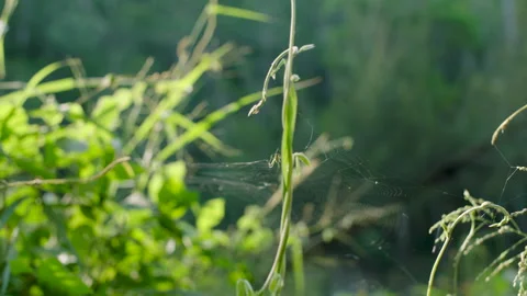 Spider crawls over spiderweb, nature, Mynion Falls, Australia, QLD, Gondwana Stock Footage 240098408