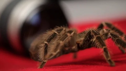 The spider crawls on a red cloth Stock Footage 76472316