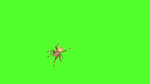 Spider crawls on the screen on a green background Vidéo 92627856