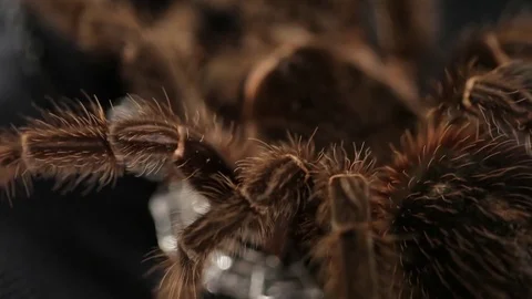 The spider crawls on a silver amulet Stock Footage 76623161