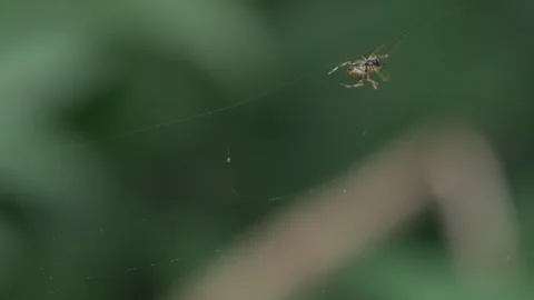 A spider crawls through a web and drops in slow motion Stock Footage 241922363