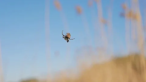 Spider crawls on the web closeup on the background of the sky and reeds. Stock Footage 75804286