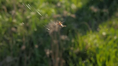 Spider crawls on the web closeup on the grass. Rays sun illuminate the insect. Stock Footage 75804315