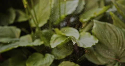 Spider crawls web, with rain droplets, hanging over, upside down, Araneidae Stock Footage 137930053