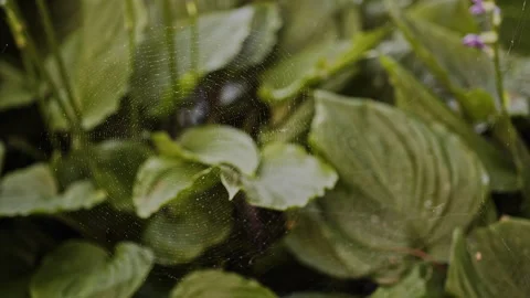 Spider crawls web to repair - rain droplets, Spiral orb web, Araneidae Stock Footage 137930935