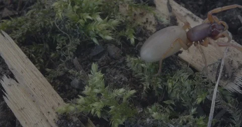 Spider create nest Stock Footage 88395884