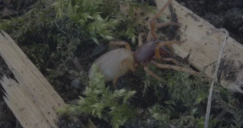 Spider create nest hole Stock Footage 88399824