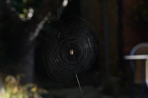 Spider creates a natural pattern with a spider web in a garden Stock Photos
