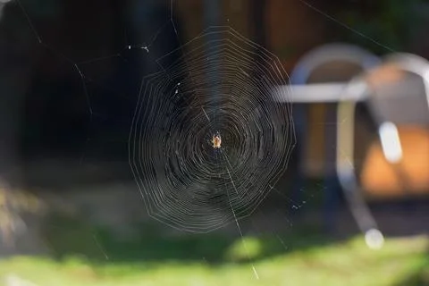 Spider creates a natural pattern with a spider web in a garden Stock Photos