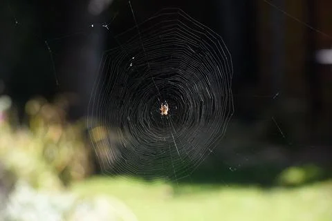 Spider creates a natural pattern with a spider web in a garden Foto stock