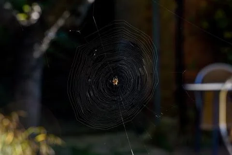 Spider creates a natural pattern with a spider web in a garden Stock Photos