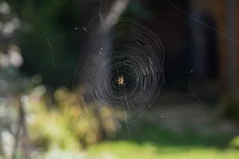 Spider creates a natural pattern with a spider web in a garden Foto stock