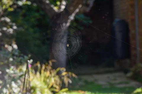 Spider creates a natural pattern with a spider web in a garden Foto stock