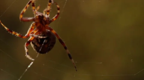 Spider Creates Web Stock Footage 60991002