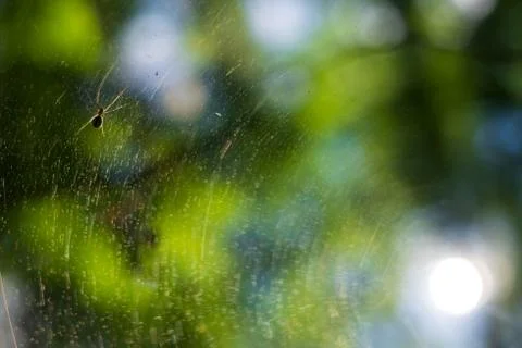 Spider creating a web for a hunt. Stock Photos