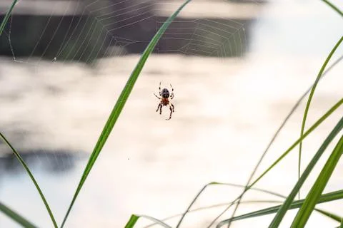 Spider with cross on back on web Stock Photos
