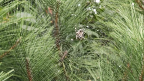 Spider-cross in the center of the web Stock Footage 118715167