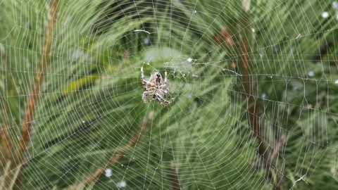 Spider-cross in the center of the web Stock Footage 118715225