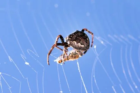 Spider with cross with fly caught in net with blue sky Stock Photos