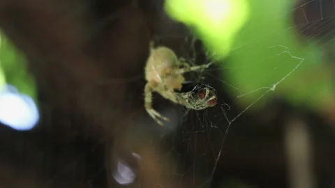 Spider with a cross on its back holds a fly in its web macro Stock Footage 162086917