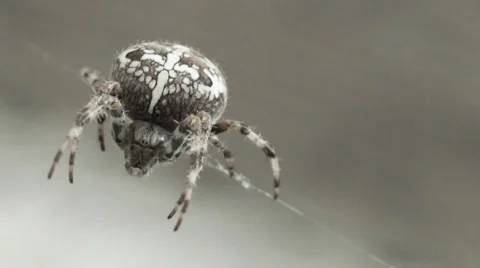 Spider crusader with white cross Vidéo 31748715