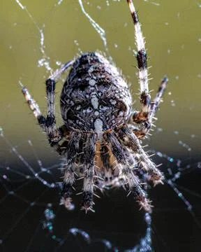 Spider CU Stock Photos