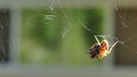 Spider D Video stock 79439012