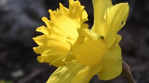 Spider &amp; daffodil flower Video stock 82920304