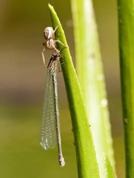 Spider with damsel fly Stock Photos