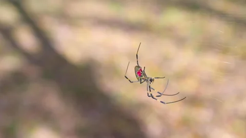 Spider dancing on the web. Japanese Joro spider. Stock Footage 147958239