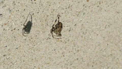 Spider Dangling 스톡 동영상 80847379