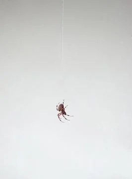 Spider Dangling Stock Photos